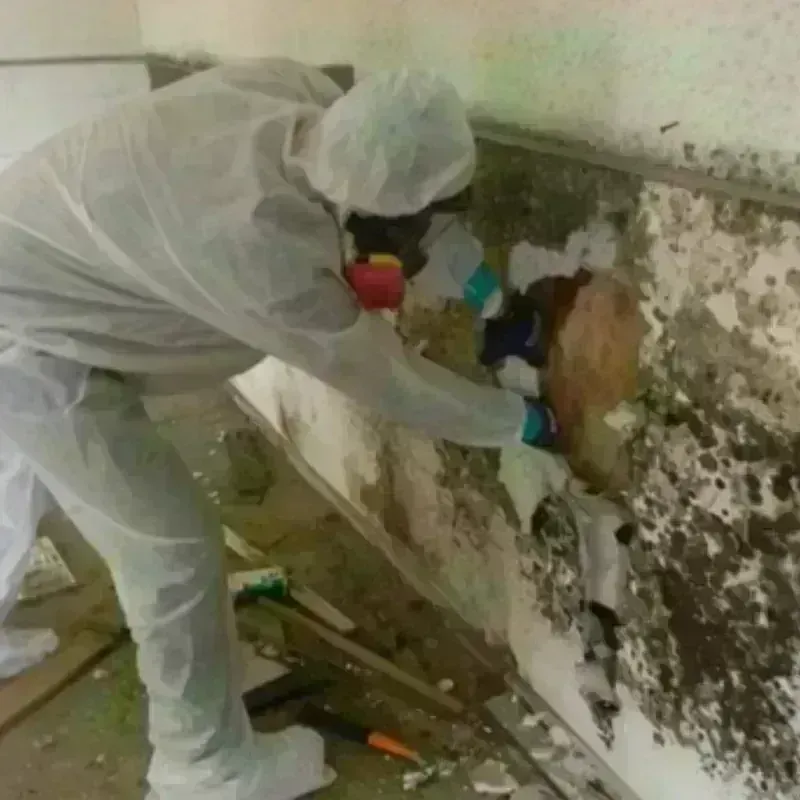 Mold Remediation and Removal in Hybla Valley, VA